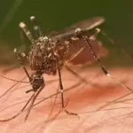 Scientists Find Novel Way to Combat Mosquito-Borne Diseases by Disrupting Male Hearing