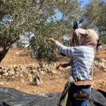 Palestinian Olive Harvest Under Threat from Israeli Attacks and Restrictions.